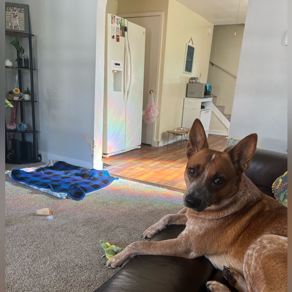 Pop up tonight - Picture 9 of 12